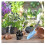 10 boules de greffage pour la multiplication par bouturage, yd 3