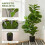 Homcom Planta Ficus Artificial Verde 15 x 15 x 110 cm 2
