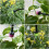 Automatic Flower Pot Watering System DIY Drip Irrigation System Garden Hose Micro-Drip Watering Kits Adjustable Drippers 5