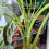 Turtle Shell Bamboo Clamp Set, Plant Stem Plastic Support,Flower-Shaped Green Plant Leaf Holder, Turtle Shell Bamboo A 2