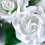 Renshaw Flower & Modelling Paste - White, 250 g (Pack of 1) 3