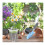 Orchid Pot - Transparent - 12 Pieces - Diameter 12CM - Durable Plastic - Effective Drainage 1