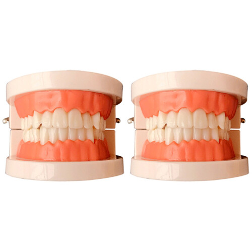 2Pièces Dents Standard Coloré Pour Enseignement Brossage