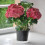 10St Stevige PP Plant Drip Tray Pot Voor 9