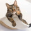 Cat Wall Frame Indoor Cat Bed Wooden Climbing Frame 4