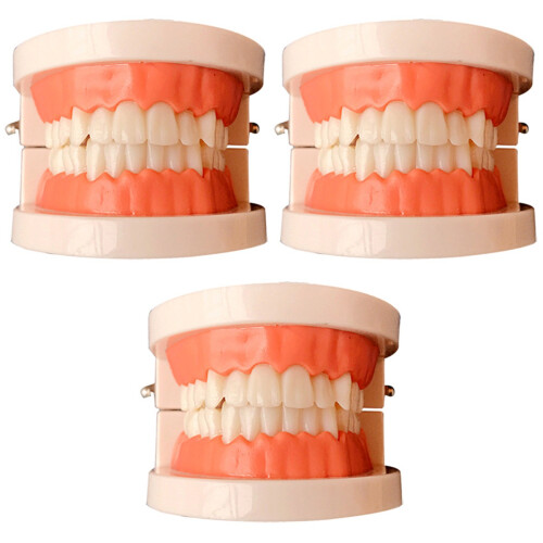 3Stk Mundhygiene Lehrmodell Mit Abklappbarem, Buntem Gehäuse 2