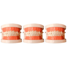 3Pièces Modèles De Dents Assortis Pour Enseignement Pédagogique Oral