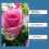 Aluminum Sulfate pH Adjuster Compatible with Acid-Loving Plants | Boosts Absorption, Prevent 4
