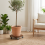 2 Pack Plant Trolley with Lockable Wheels 6