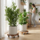 2 Pack Plant Trolley with Lockable Wheels 7