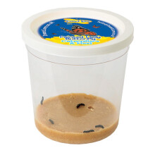 Insect Lore Cup of 3-5 Live Baby Caterpillars - Raise and Release Refill