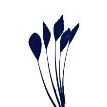 Caprilite 5 x Long Fascinators Feathers Stripped Coque Millinery Hats Trimmings Coloured (Navy Blue)