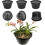 (Black, -) 5 Cestelli piante acquatiche 8.5", idroponica, interno esterno giardino 1