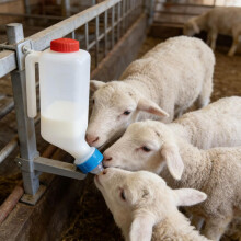 (White_1L, -) 1/3 L lam voedingsfles met schaal, ophangbaar - wit voor geit en lammetje