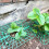 (5 Pcs, One Size) Square Strawberry Support Racks, Anti-Rot, Growing Frame 5