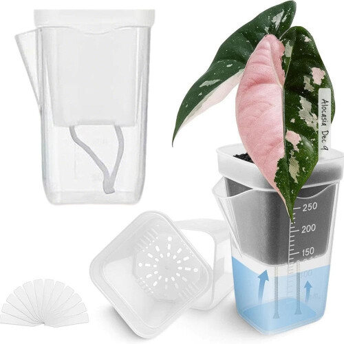 (Transparent, Small) Mini Self Watering Pots, Clear, Water Level Indicator 1