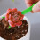 (black, 1set) 4 Mini Garden Tool Set, Plastic Soil Spoon, Succulent 4