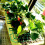 (10 Pcs, One Size) Square Strawberry Support Racks, Anti-Rot, Growing Frame 2