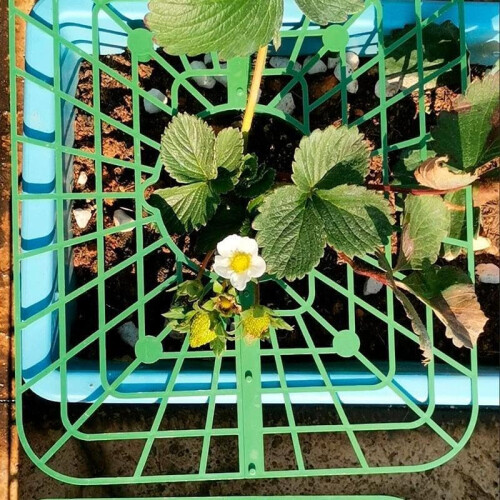 (10 Pcs, One Size) Square Strawberry Support Racks, Anti-Rot, Growing Frame 2