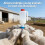 (1PC, -) 2 Mamadeiras Cabrito 1000ml, Com Escala e Gancho, Para Bode e Borrego 5