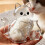 (Clear, 3Pcs) Cat Whisker Keepsake Fridge Magnet, Clear Acrylic, Storage 5
