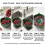 (Green, -) Castron auto-spinare fructe, vortex 4