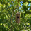 (style E, 1pcs) Casa colibrí madera, para exteriores. 1