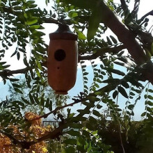 (style B, 1pcs) Houten kolibrie huis, voor natuurliefhebbers, hangend - voor kleine vogels, nestkast voor buiten