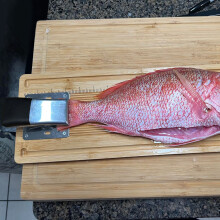 Rustproof Stainless Fish Tail Grippers For Easy Fish Handling On Scaling Board Green