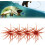(Red, -) 4 momeli arici mare 1