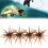(Orange, -) 4 momeli arici mare 1