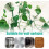 (Green, -) Clips hojas adhesivas, enredaderas. 4