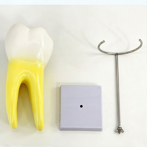 Human Molar Teaching Model Detailed Molar Teeth Demonstration Model with Stand