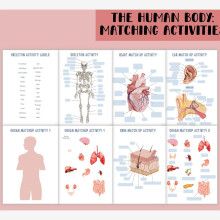 Interactive Anatomy Practice Book Featuring Muscles Bones And Organs Diagrams