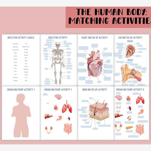 Interactive Anatomy Practice Book Featuring Muscles Bones And Organs Diagrams