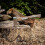 Roughneck Roughneck ROU65671 Traditional Hickory Handle Axe 800g 6