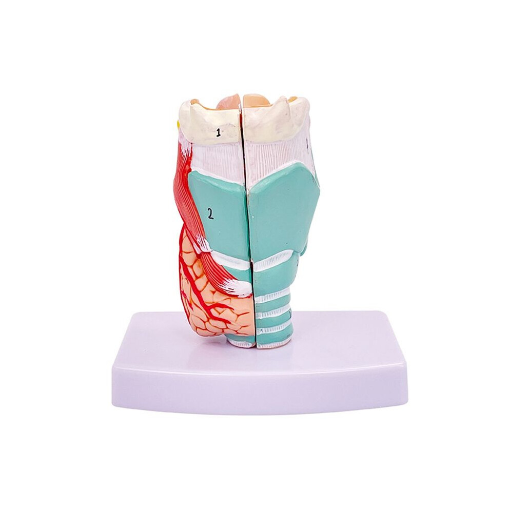 Tlily Human Throat Model, Anatomically Accurate Throat Model, Anatomy Classroom Learning Display Teaching Medical-Model