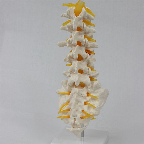 Teaching Equipment Model 5-Segment Lumbar Spine with Sacral Accessory Orthopedic Teaching Display Teaching Aids 2