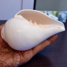 Natural Blowing Shankh Conch Shell 4 Inch – Vamavarti Puja Shankh for Shankhnaad, Prayer & Hindu Rituals – White Sacred Conch for Temple, Aarti &