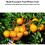 260cm Adjustable Fruit Picker with Deep Basket for Efficient Fruit Picking Garden Tools 7