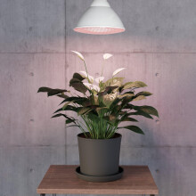 Eglo E27 LED Grow Light Bulb, Growing lamp for Indoor Plants, red Seed Light, PAR38, 16 watts, 3500 Kelvin, 1200 lumens