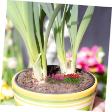 5 sarjaa miniatyyri kukkakoristeita nukkekodin puutarhaan Realistinen pienoismalli Miniatyyri nukkekodin sisustus