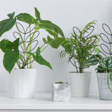 5-Pack Små Växtspaljer för Klätterväxter Inomhus för Krukväxter Krukväxtspaljer Krukväxt Blomkrukor
