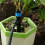 360 Degree Rotating Garden Sprinkler with Emitters for Efficient Irrigation 4