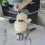 Coconut opener stainless steel 2pcs 1