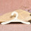 Mini plastic kinderhangers 3