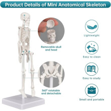 Modelo de Esqueleto, Figura Anatômica de Esqueleto em Miniatura, Braços e Pernas Articulados, Ossos Humanos para Uso Didático e Decoração