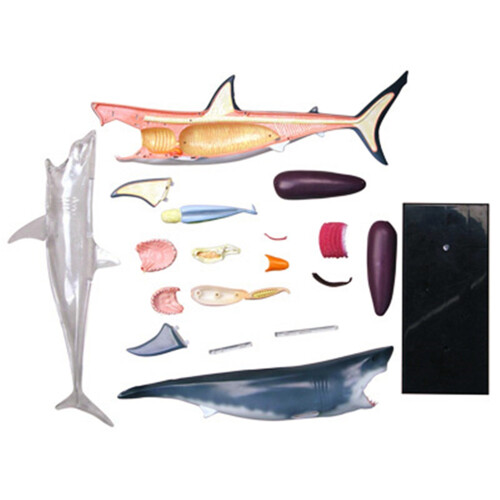 Modèle D'Anatomie D'Organe Animal 4D Intelligence de Requin Assemblage Jouet Modèle D'Anatomie D'Enseignement Bricolage Appareils Scientifiques 1