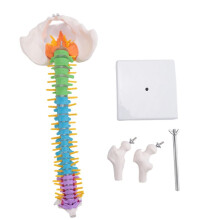 45 Cm med BäCken MäNsklig Anatomisk Anatomi Ryggrad Ryggradsmodell Undervisningsresurser för Elever
