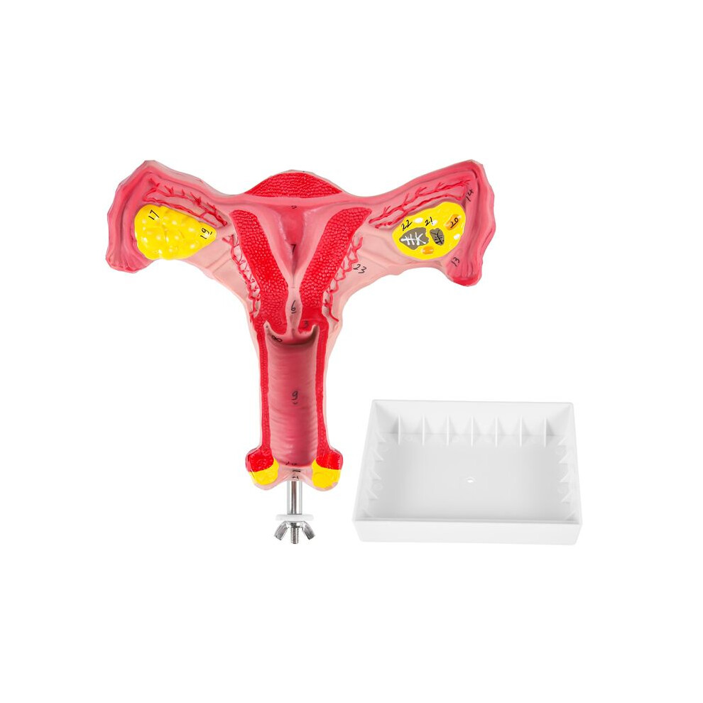 Jojomino 1:1 Human Female Uterus Ovary Fallopian Tubes Model Anatomical Human Anatomy Model Teaching Tools